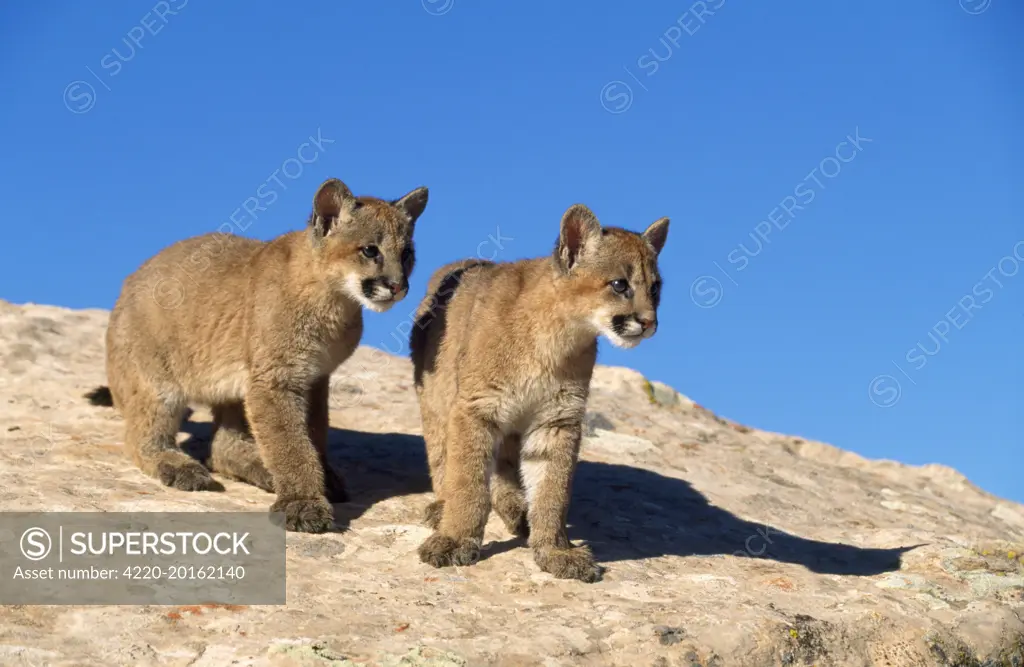 Cougar / Mountain Lion / Puma - kittens (Puma concolor). Utah USA. Latin formerly Felis concolor.