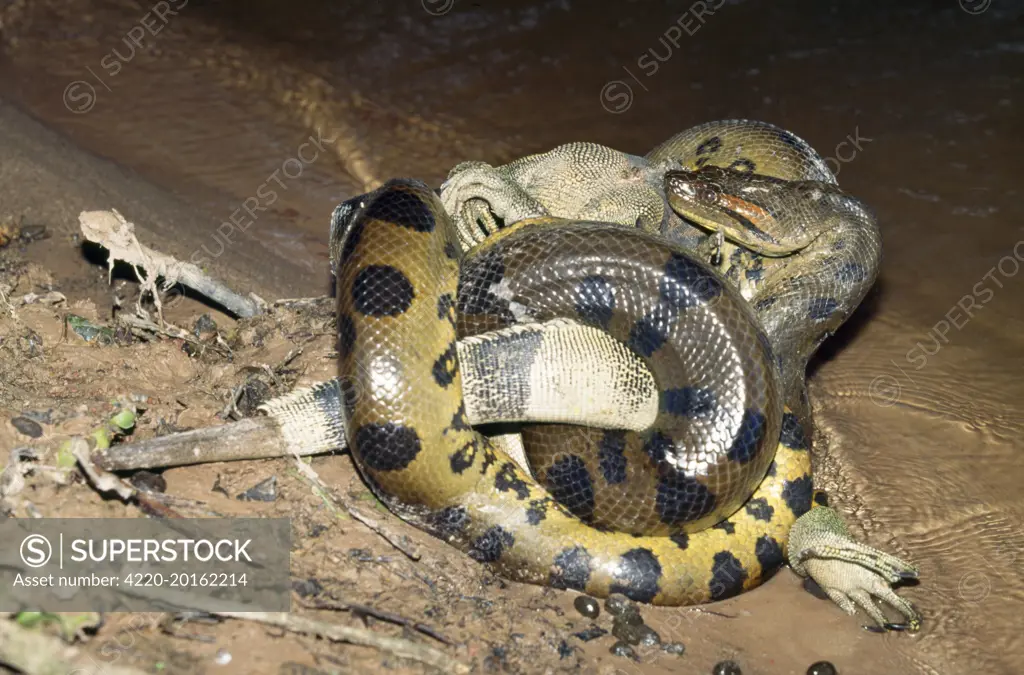 Anaconda - with prey, male Common Iguana (Eunectes murinus). Venezuela.