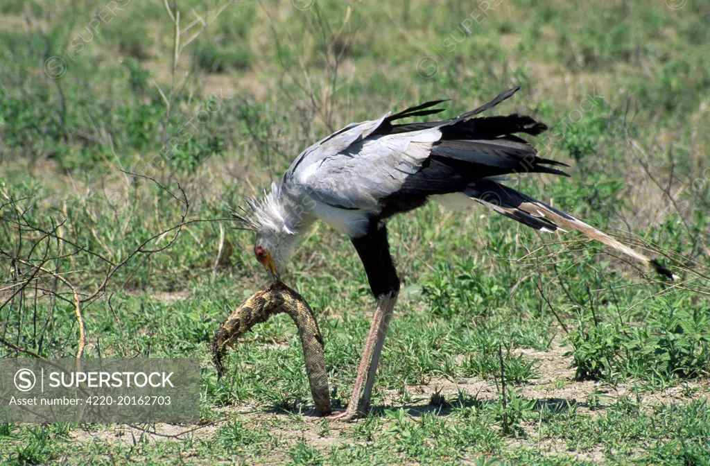 Secretary Bird - eating puff adder (Bitis arietans) (Sagittarius serpentarius). Serengeti - Africa.