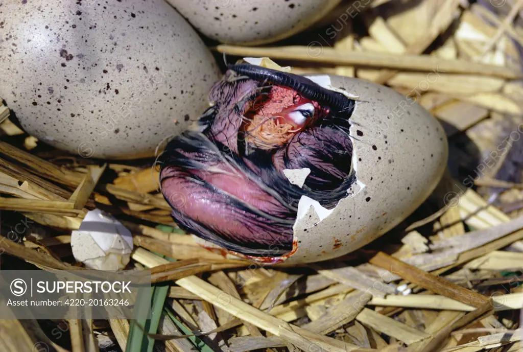 Black COOT - chick hatching from egg, sequence available (Fulica atra). Hatching series 3 of 7.