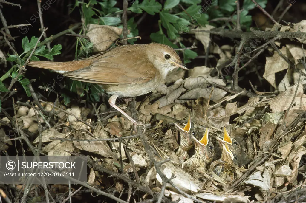 NIGHTINGALE - at nest (Luscinia megarhynchos)