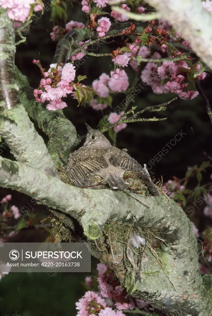 Mistle Thrush - sheltering nest and eggs from heavy rain (Turdus viscivorus)