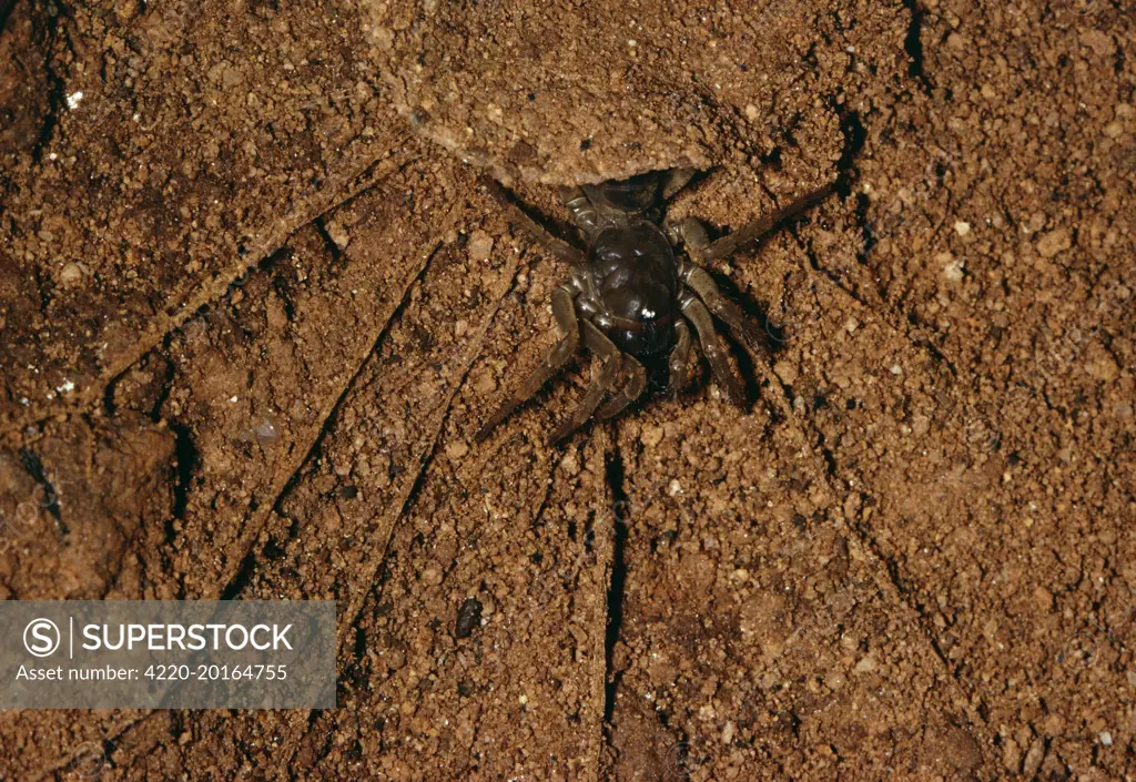 Trap-door / Trapdoor Spider - in cave (Liphistius batuensis). Malaysia.