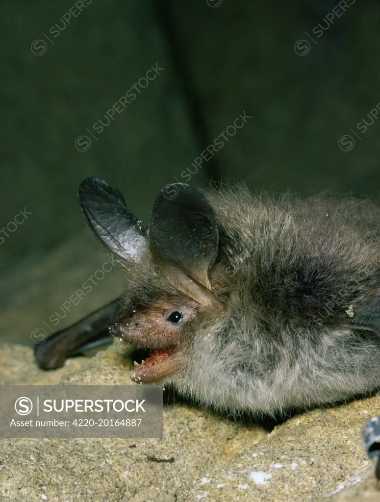 Bechstein's BAT - close-up of head (Myotis bechsteini)