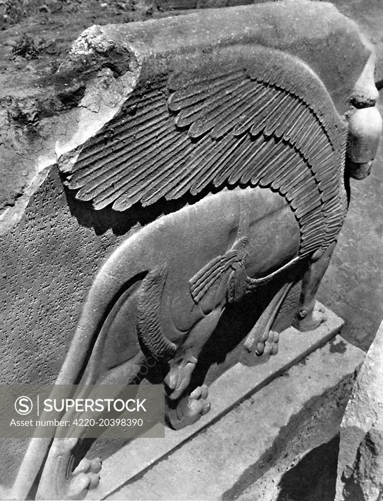 Poised statue guarding the king of Assurnasirpal II. One of a pair of 11 foot winged lionesses uncovered at the Assyrian dig at Nimrud.  The ancient Kalah, near Mosul, was one of the three great capitals of the Assyrian Empire.     Date: 22nd July 1950