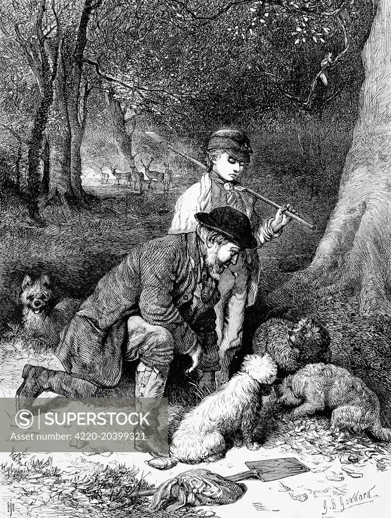 A man and boy accompanied by four small dogs, hunt for truffles in a forest.  Truffles, a fungus that grows in symbiosis with certain trees, and a culinary delicacy, are notoriously difficult to find as they remain underground even when mature.  The use of pigs or sniffer dogs to locate truffles is still practised today.     Date: 1869