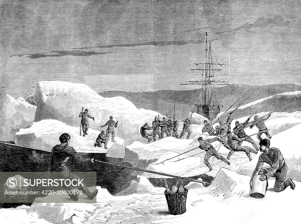 Engraving showing the men of the British Arctic Expedition of 1875-1876, cutting a channel through the ice for their ship to follow.      In the summer of 1875 the British Admiralty sent Captain George Nares with two ships, HMS 'Alert' and HMS 'Discovery', to make an attempt to reach the North Pole via Smith Sound.      Although the attempt was unsuccessful, a new 'furthest North' record was set, the coasts of Greenland and Ellesmere Island were charted and much scientific data gathered.     Dat