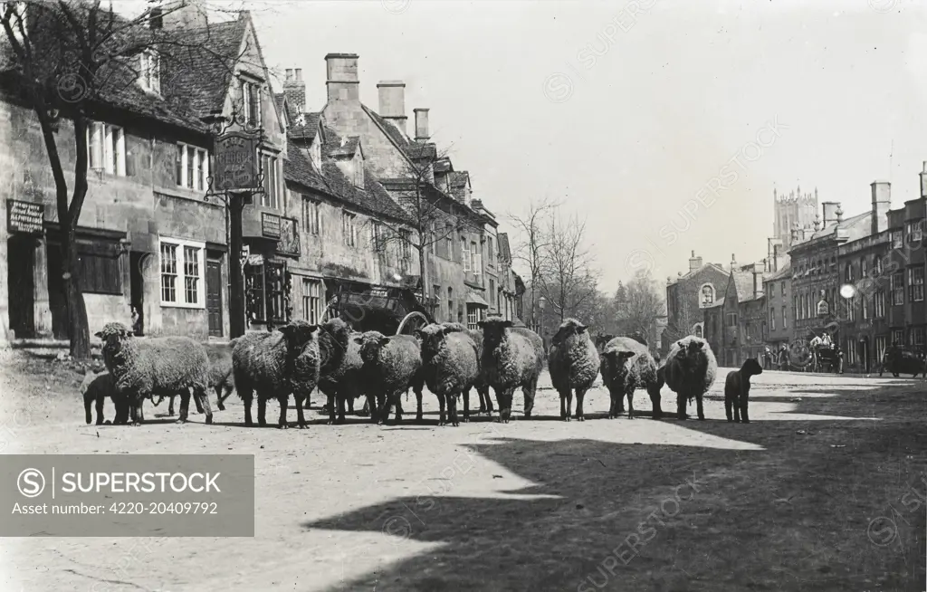 A flock of sheep outside the George &amp; Dragon Inn in the High Street at Chipping Campden, Gloucestershire (in the Cotwolds).  circa 1920