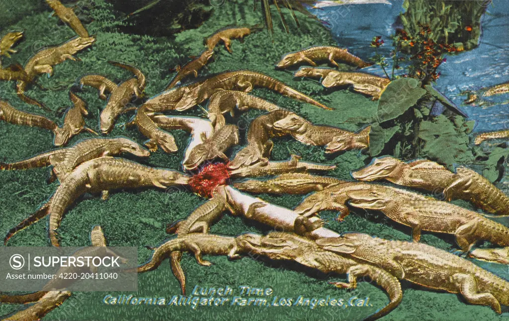 Lunchtime at a California Alligator Farm, Los Angeles. A whole host of Alligators tuck into what appears to be a rather small quantity of meat! Two are so excited they have rolled over...     Date: circa 1930s