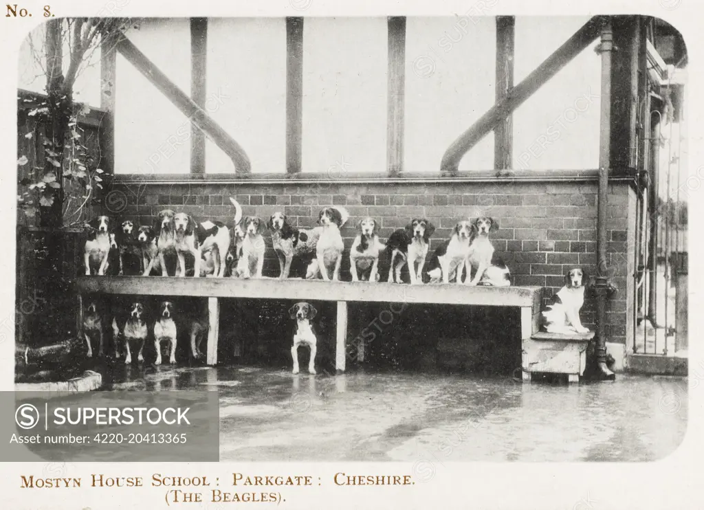 Mostyn House School - Parkgate, Cheshire. The current Head of this Preparatory School, Suzi Grenfell is the sixth generation of her family to lead Mostyn House. Picture of the school beagles!     Date: 1910s