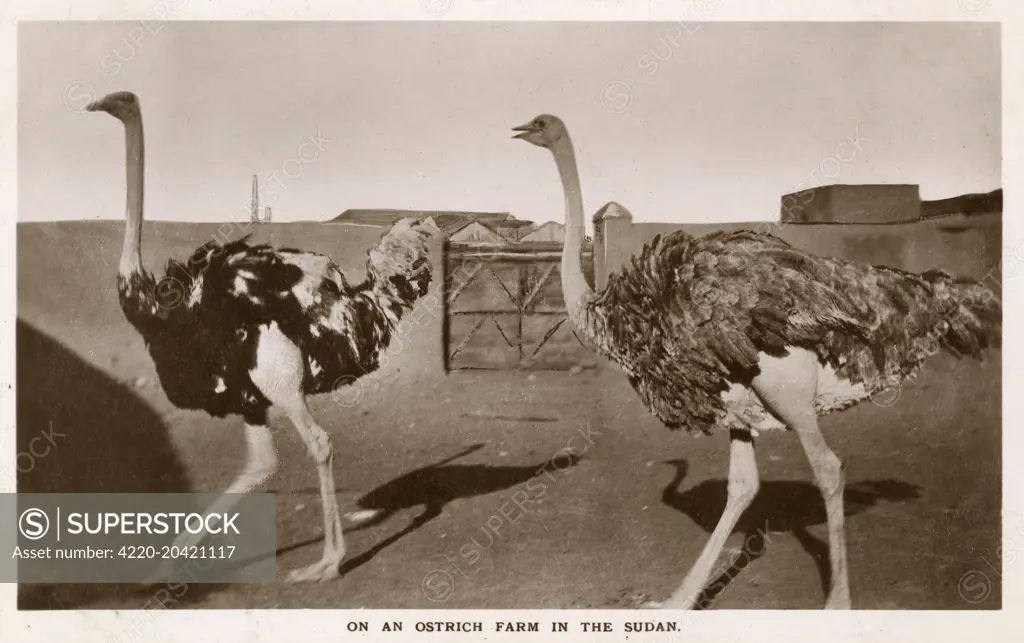 Ostrich Farm in the Sudan     Date: circa 1910s