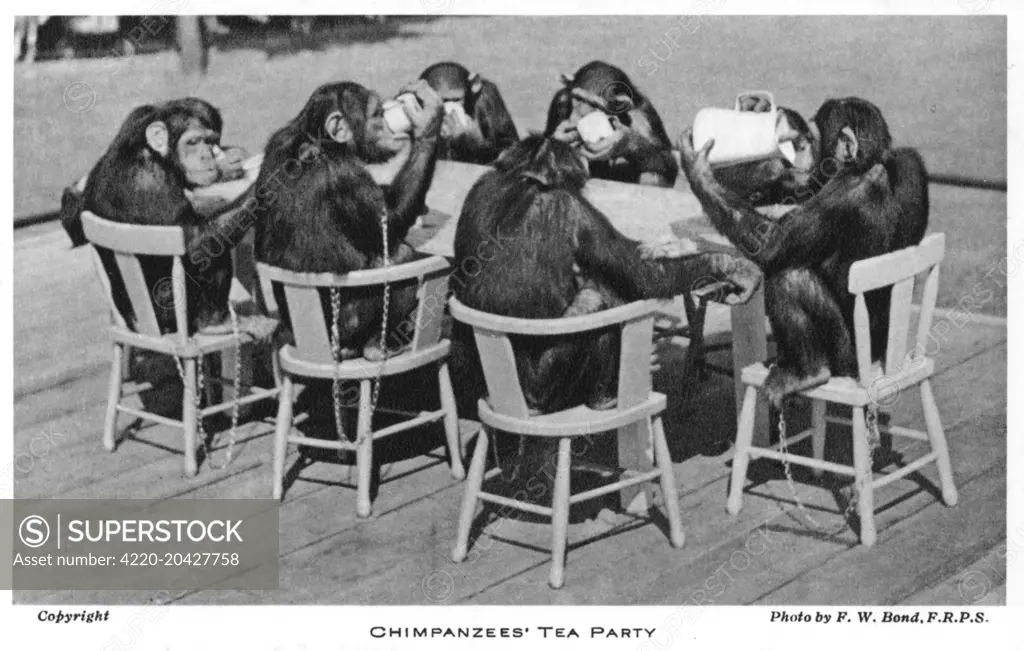 A Chimpanzee tea party at London Zoo, Regents Park.   