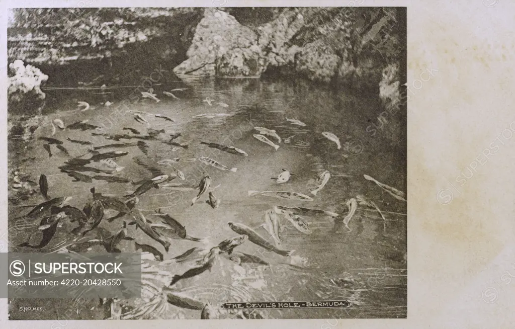 The 'Devil's Hole', Bermuda - a large water-filled sinkhole, close to the southeastern corner of Harrington Sound, Bermuda. A tourist attraction since the 1830s, it forms a natural tropical aquarium featuring green turtles, moray eels and many species of reef fish. Eerie sounds emanate from the hole as the water rises and falls, which gave the site it's name!     Date: circa 1904