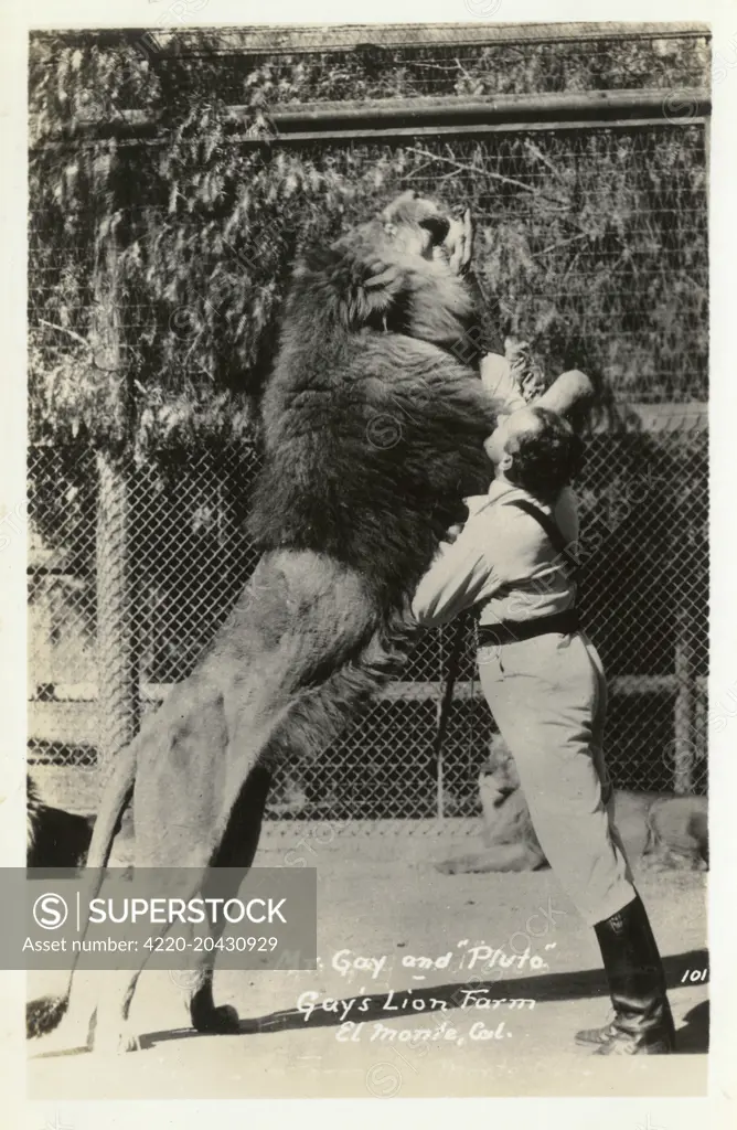 Gay's Lion Farm, El Monte, California, USA, showing Mr Gay and the lion Pluto.   20th century