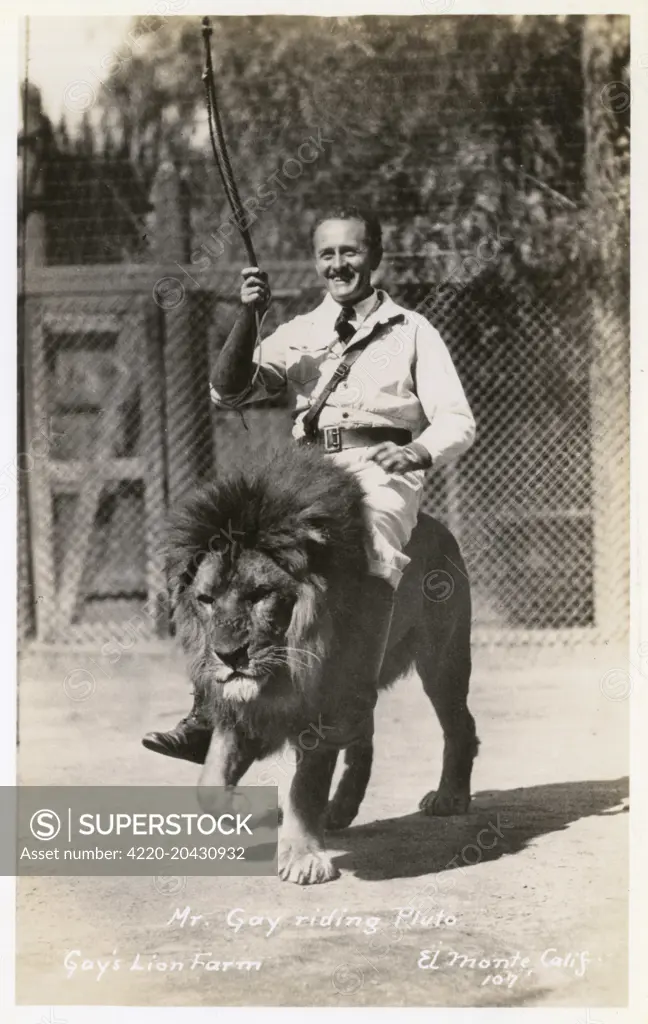 Gay's Lion Farm, El Monte, California, USA, showing Mr Gay riding Pluto the lion.   20th century