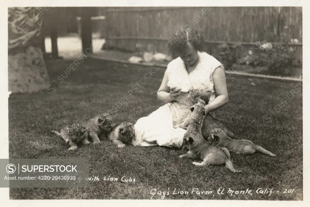 Gay's Lion Farm, El Monte, California, USA, showing Mrs Gay feeding lion cubs with milk from a bottle.   20th century