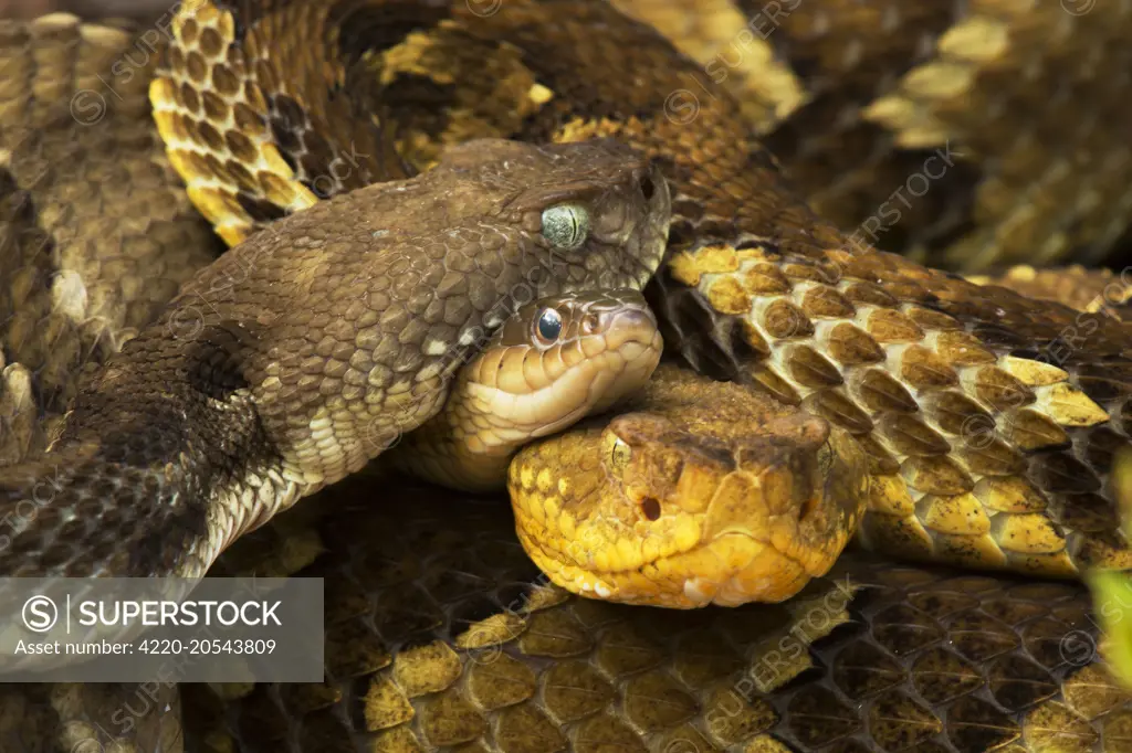 Timber Rattlesnakes gravid females basking with gravid Common Garter Snake (Thamnophis sirtalis) in group  northeastern USA     Date: 