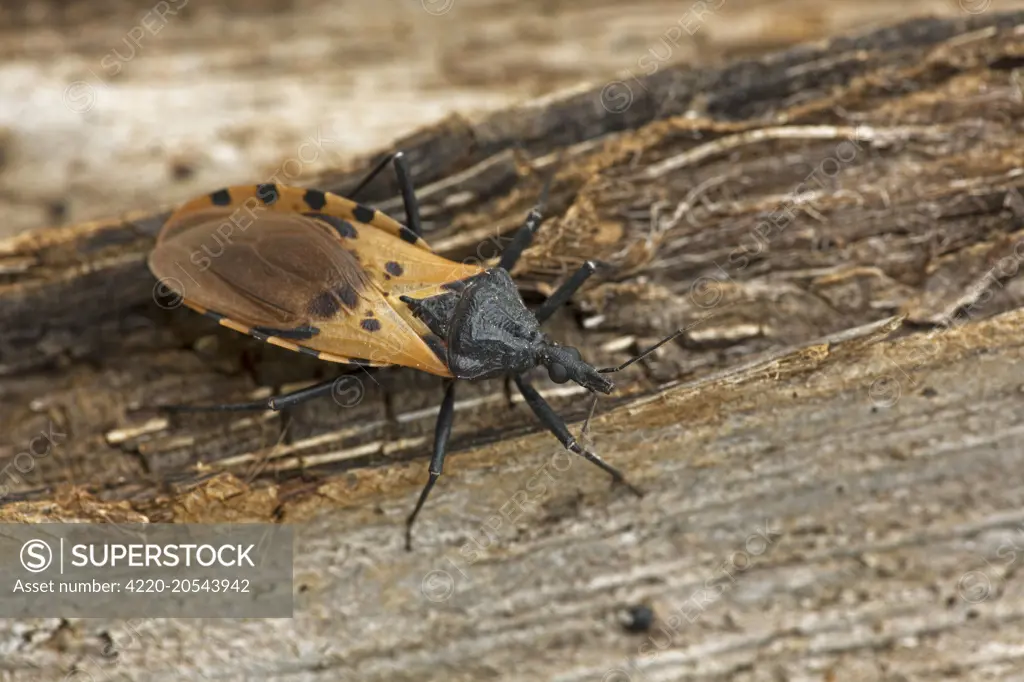 Bloodsucking Conenose / Kissing Bug important carrier of Trypanosoma cruzi the flagellate that causes Chagas disease Costa Rica     Date: 