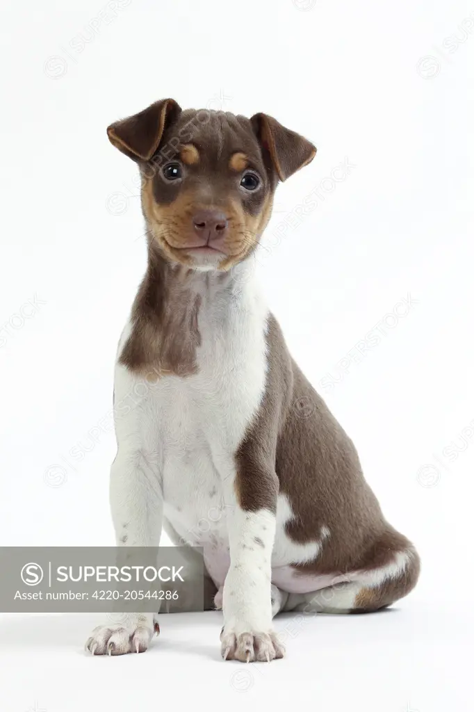 Brazilian terrier store puppies for sale