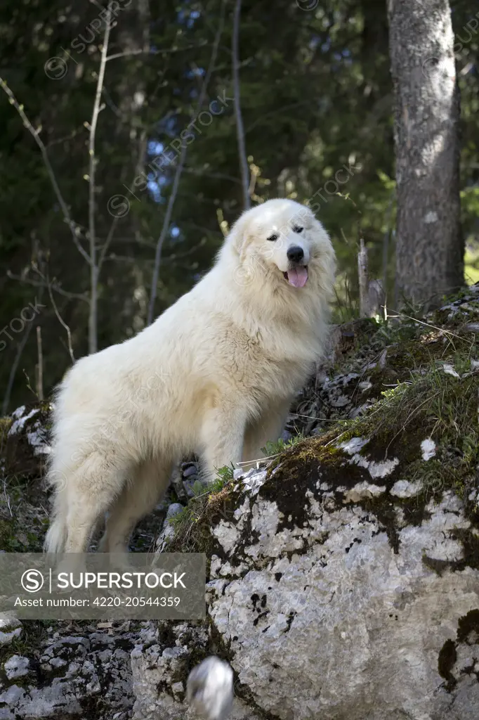 Dog  Pyrenean Mountain Dog / Great Pyrenees     Date: 