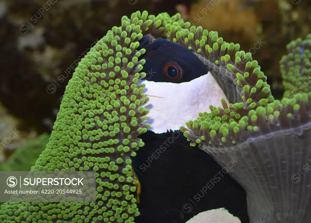 Black Saddle Back / Saddleback Clownfish / Anemone Fish sheltering in a large sea anemone  shallow waters, central Indo-Pacific     Date: 