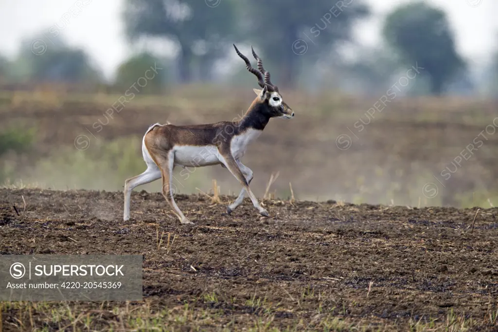 Blackbuck male Satpura tiger reserve, Madhya Pradesh, India, Asia     Date: 