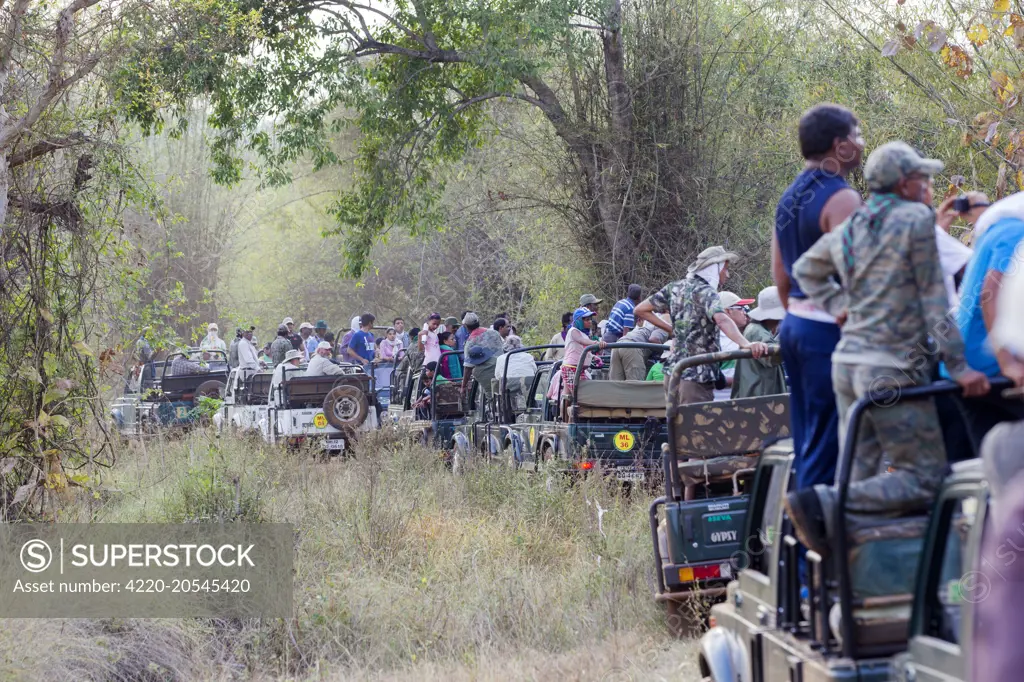 Jeep Safari in search of the Bengal Tiger Tadoba Andhari Tiger Reserve, Tadoba National Park, Maharashtra, India, Asia   Date: 