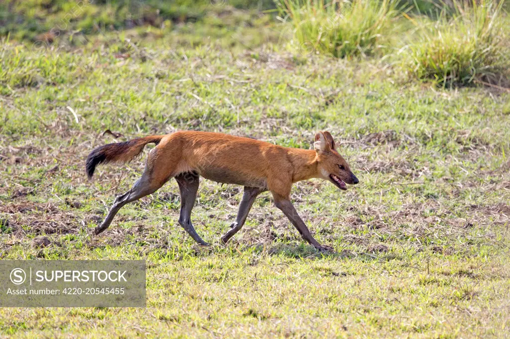 Asiatic / Indian Wild Dog Tadoba Andhari Tiger Reserve, Tadoba National Park, Dhole, Maharashtra, India, Asia     Date: 