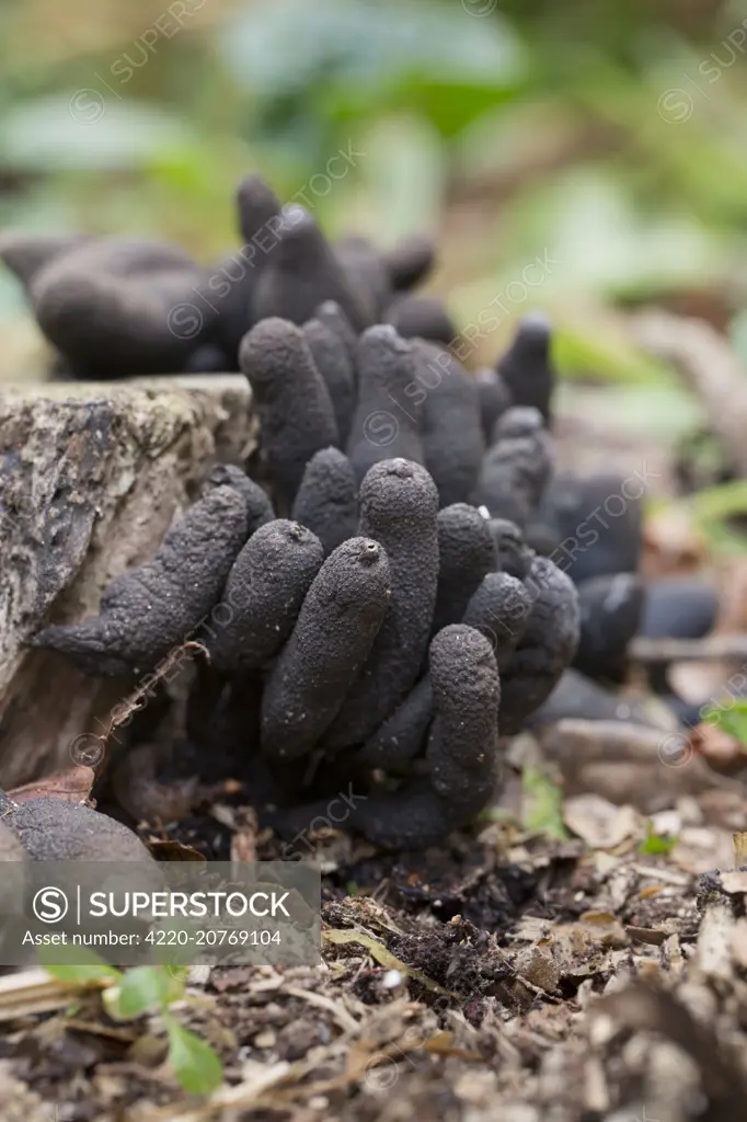 Dead Man's Fingers - Cornwall, UK.     Date: 