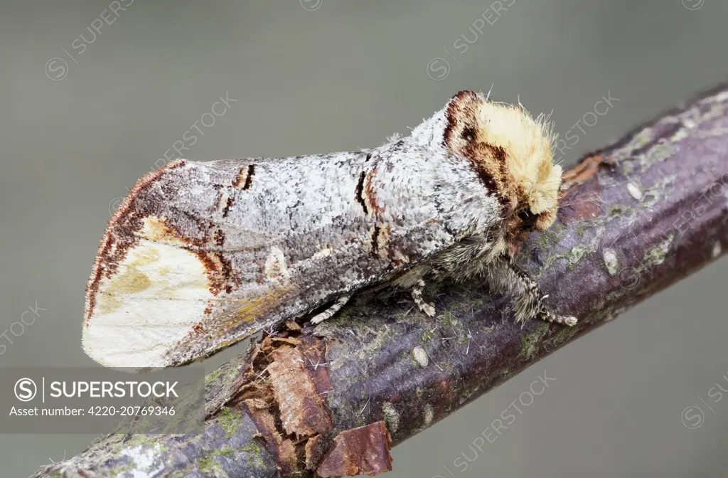 Buff Tip Moth . resting on Birch twig.     Date: 