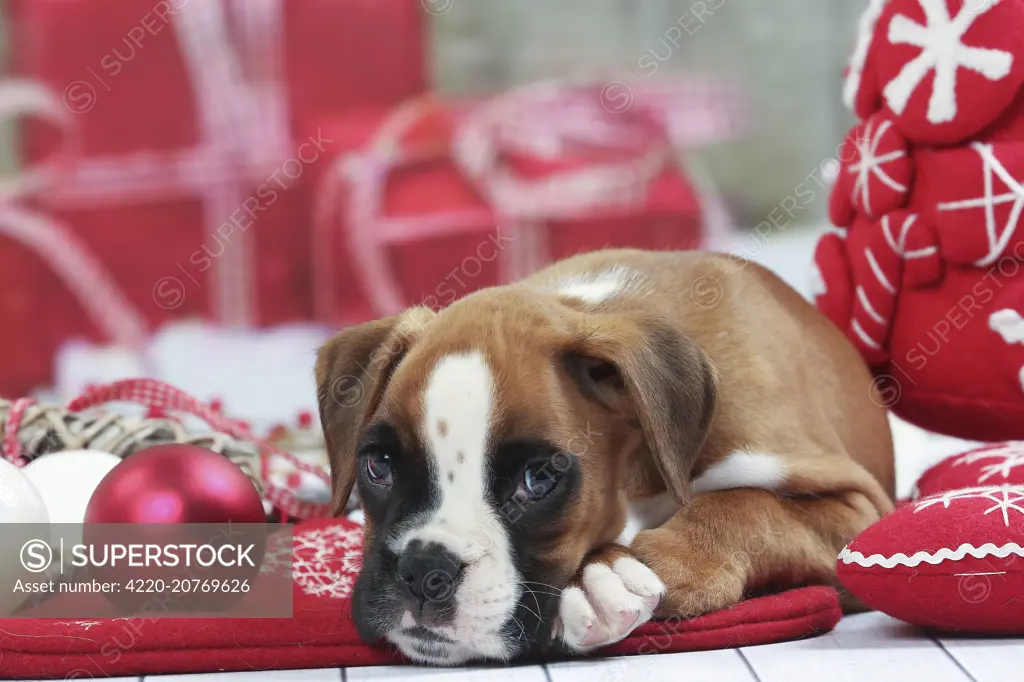 Dog  Boxer puppy. with Christmas decorations.     Date: 