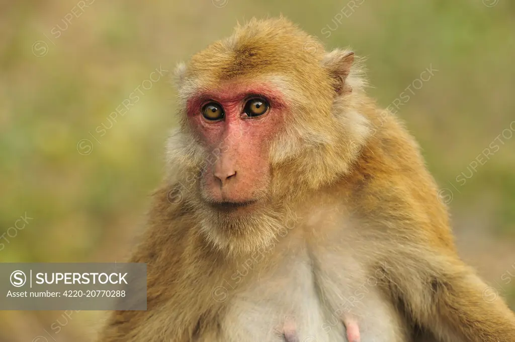 Assam Macaque / Assamese Macaque - Assam, India.     Date: 