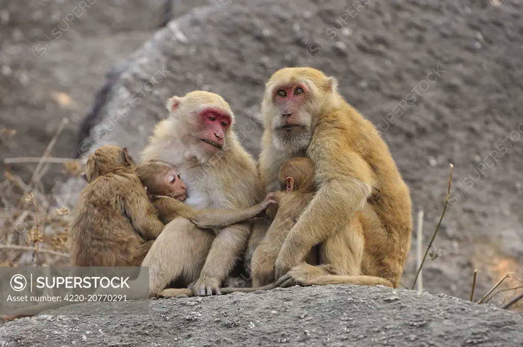 Assam Macaque / Assamese Macaque with baby - Assam, India.     Date: 