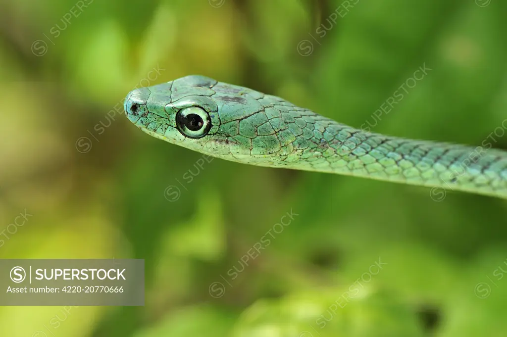 Speckled Green-Snake - Jozani Chwaka Bay National Park, Zanzibar Island, Tanzania.     Date: 