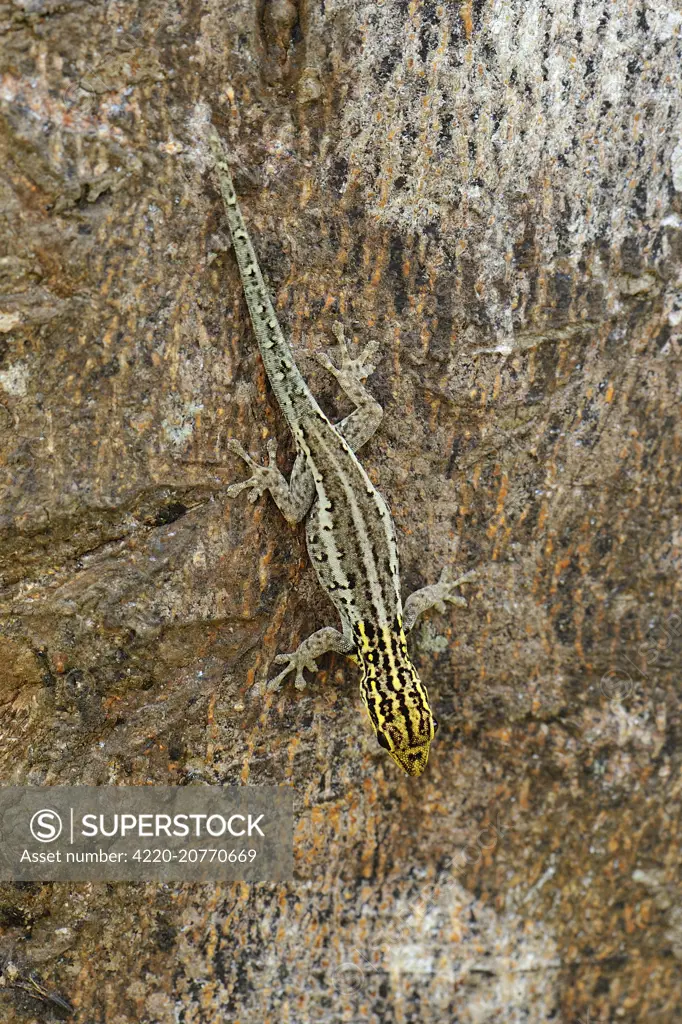 Yellow-headed Dwarf Gecko / Dwarf Yellow-headed Gecko - Jozani Chwaka Bay National Park, Zanzibar Island, Tanzania. Digital Manipulation     Date: 