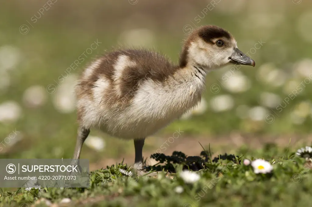 Egyptian Goose  gosling feeding. Norfolk, UK.     Date: 