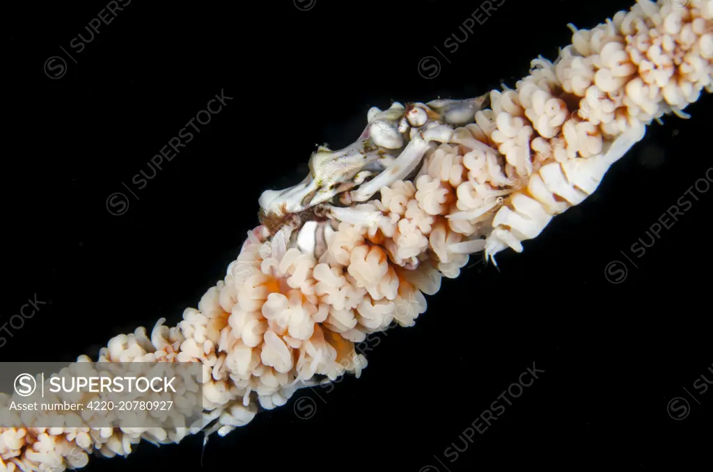 Wire Coral Crab with Anker's Whip Coral Shrimp (Pontonides ankeri) on Black Coral (Cirrhipathes anguina) Crinoid Corner dive site, Horseshoe Bay, Nusa Kode, south Rinca Island, Komodo National Park, Indonesia. Wire Coral Crab