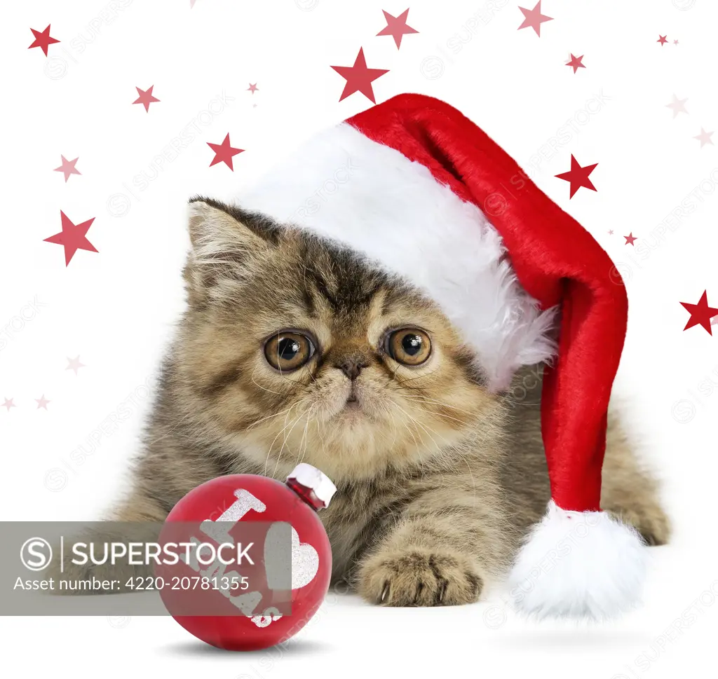 Cat Exotic Shorthair kitten wearing Christmas hat with 'I love xmas' bauble and stars Digtial Manipulation: Hat &amp; bauble PAB added stars Cat Exotic Shorthair kitten wearing Christmas hat with 'I love xmas' bauble and stars Digtial Manipulation: Hat &amp; bauble PAB added stars. Exotic