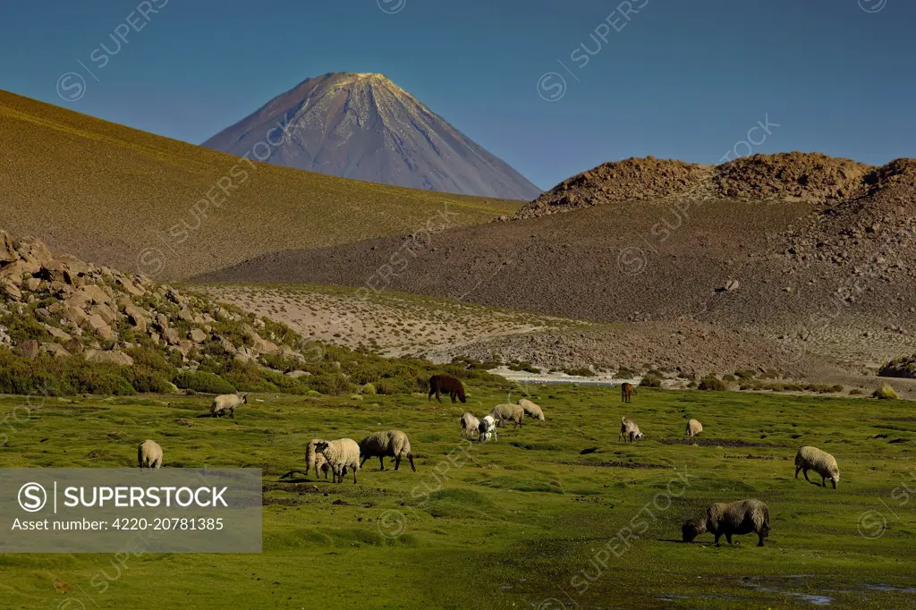 Sheep - Atacama - Chile. Chili