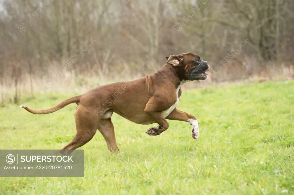 Dog Boxer running. Boxer