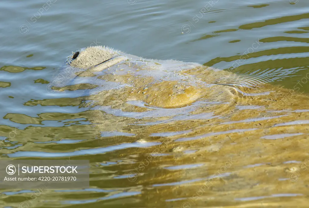 Florida Manatee (a form of West Indian Manatee) in shallow coastal lagoon Flamingo, Everglades, Florida, USA.