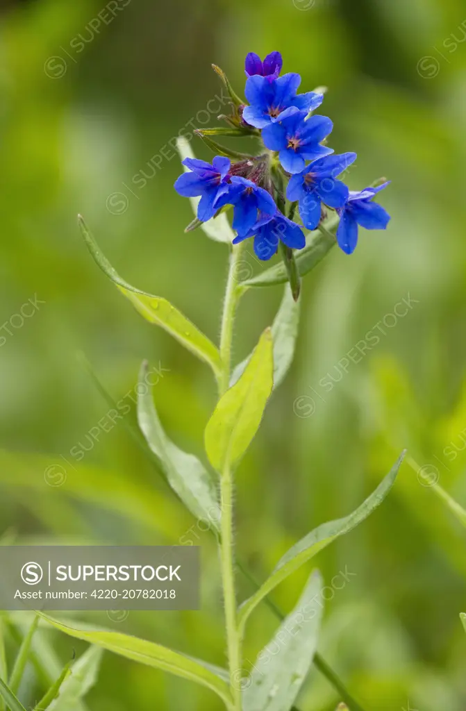 Purple Gromwell in flower in spring.