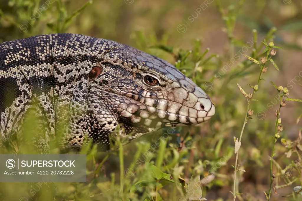 Gold Tegu also known as Golden tegu / Common tegu / Black tegu and Colombian tegu Pantanal area Mato Grosso Brazil South America. FESTIVE AMAZON