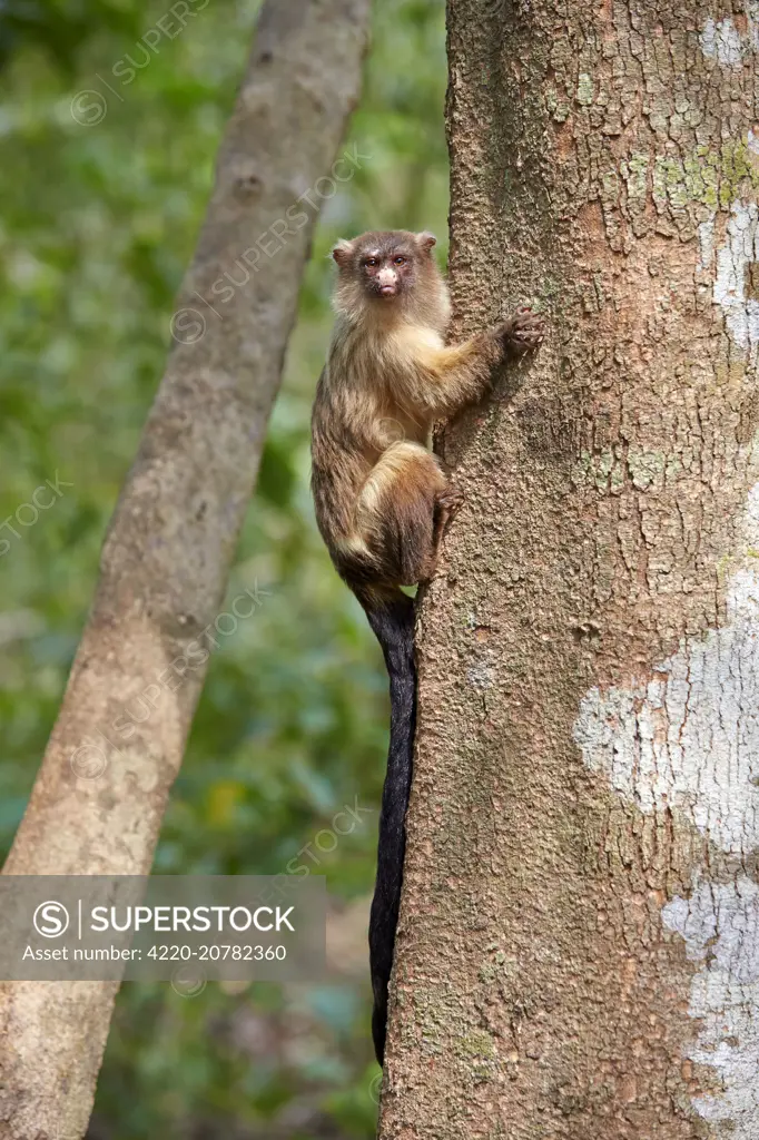 Black-tailed marmoset Pantanal area Mato Grosso Brazil South America. FESTIVE AMAZON