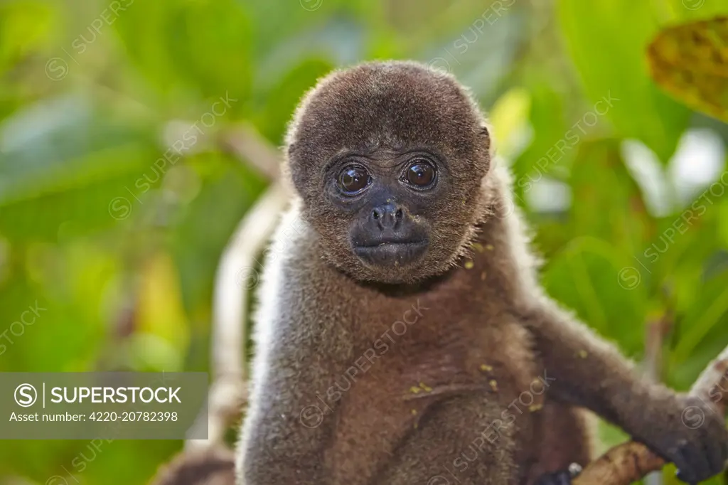 Brown Woolly Monkey Common woolly monkey young baby Amazon river basin Manaus Amazonas state Brazil South America. FESTIVE AMAZON