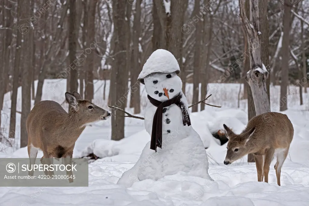 White-tailed Deer with snowman   Date: 