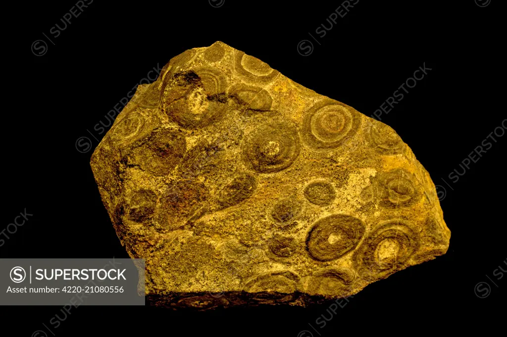 Orbicular Ijolite alkalic in orbicules (part of Prairie lake carbonotite complex only known oricular ijolite in the world)     Date: 