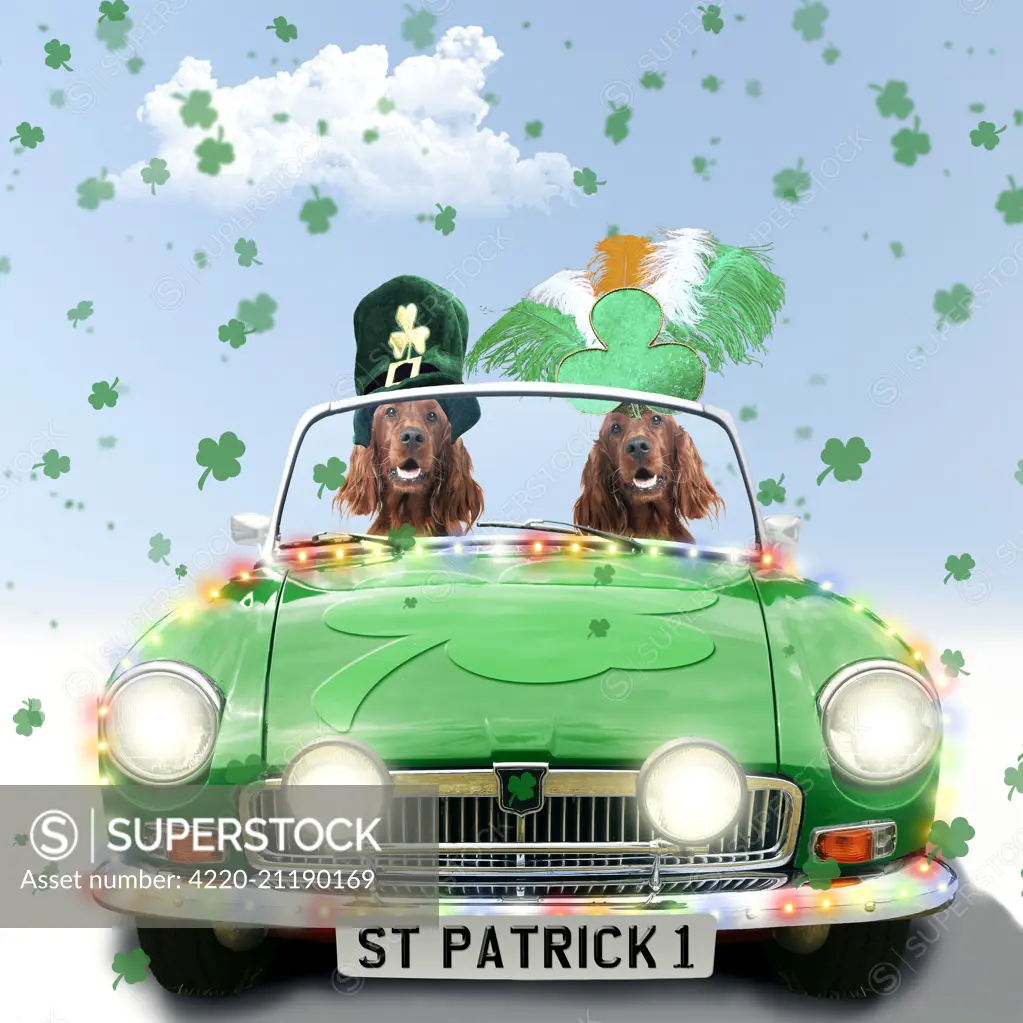 DOG Irish setter driving green car St patrick day parade hats shamrock clover Digital Manipulation: Dogs JD Hats &amp; Car PAB rest created DOG Irish setter driving green car St patrick day parade hats shamrock clover Digital Manipulation: Dogs JD Hats &amp; Car PAB rest created   Date: 