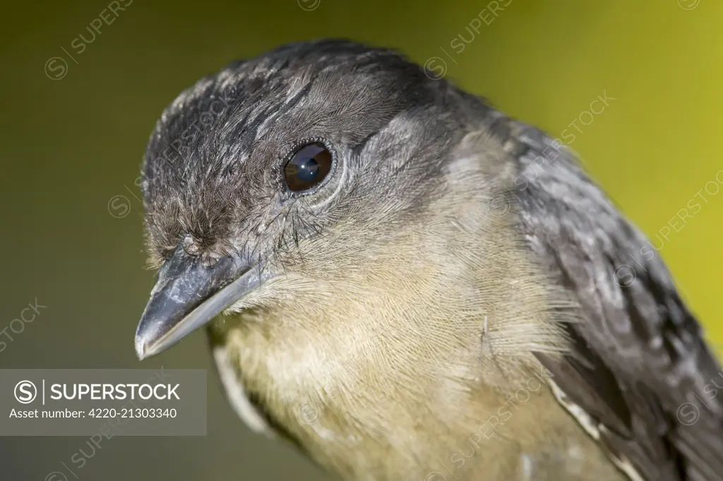 Crested Becard (Pachyramphus validus) portrait ~ Misiones, Argentina, South America