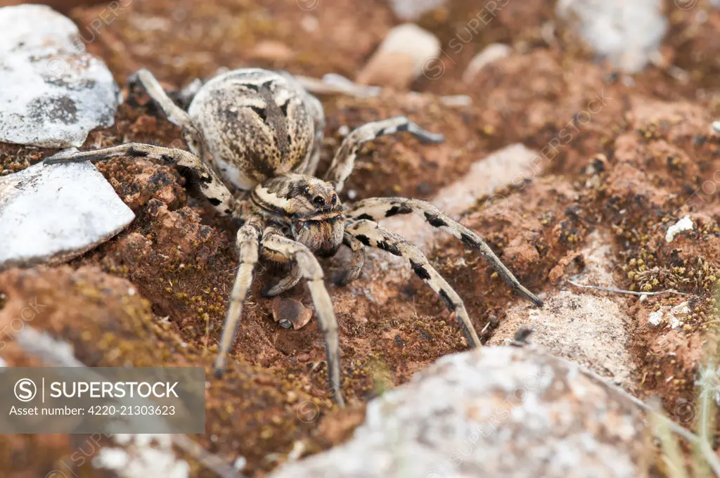 Tarantula Wolf Spider in habitat.     Date: 